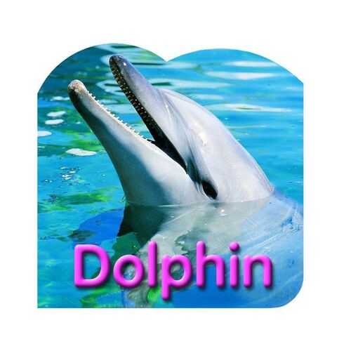 Board Book: Dolphin