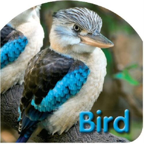 BOARD BOOK: BIRD